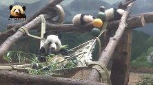 宝贝们沉沉睡去，熊猫妈妈坐在吊床上安心当吃货，好治愈的画面