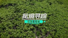 神奇的“蟹兵军团”来了！《秘境寻踪》带你领略奇妙的海南岛