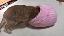 面对小时候的粉红窝，橘猫二话不说拱进去，铲屎官都忍不住笑了