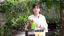 教你自制“加强版”饼肥水，无臭味养分还更足，特别适合喜酸花卉