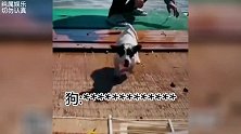 「沙雕动物」你负责赚钱养家，而修狗负责貌美如花，太“真实”了