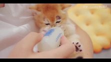 小猫咪喂奶嘴上嗷嗷叫，吃的可香了