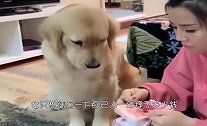 女子数钱，金毛负责给主人舔手指，好想养一只这样的狗狗！