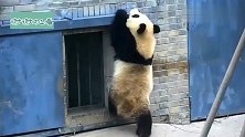 熊猫：想回个家这么难，奶爸奶妈，快开门啊，宝宝在门口呢！