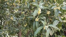 金秋十月大家节日快乐，陪父母过节吃大餐。吃完饭收稻谷