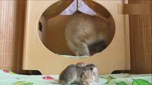 猫妈护崽心切，生怕主人把小猫摸坏了，护得紧紧的