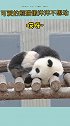 肉嘟嘟的小熊猫懒洋洋的每天都这样的快乐，吃了睡，睡了吃好可爱