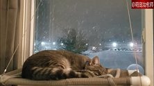 雪夜里窝在窗边打盹的小猫咪，画面也太安详美好了！