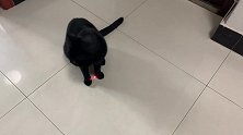 当猫咪遇上激光灯，猫：看我给你表演一个无实物的顶蘑菇