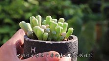 一种娇嫩的多肉酷似婴儿手指，能开花枝条还能变色