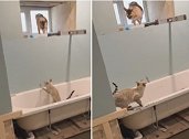 英国两只猫咪在正装修的浴室里跑来跑去 气得主人大喊大叫