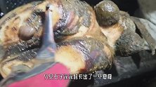 公牛走路一瘸一拐，主人观察一番后，才发现牛蹄中有“异物”
