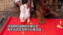 春节将至！云南野生动物园寅虎卯兔交班，伸爪签订“交接文书”