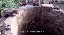 枯井频频传出兽叫声，村民走近一看，立马找来绳子铁笼！