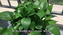 绿萝最爱“吃”它，隔三差五喂几粒，叶片绿得反光