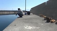 猫咪成群结队等候在钓鱼者身后，等鱼钓上来就蜂拥而上