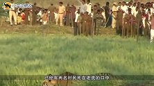 真惊险孟加拉虎白天闯入村庄，当地派人生擒，渔网都用上了