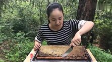 嗨，快来和养蜂小妹我一起切老巢蜜吧！整整两年才成熟的