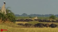 动物世界：鳄鱼大战狮子救水牛