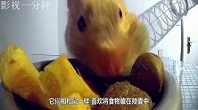 把小仓鼠丢进一大箱葵花籽中，嘴里塞满了瓜子！