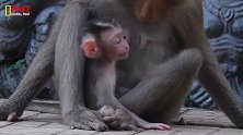 我的天呀，猴妈拽下小猴，不让喝奶，小猴大声尖叫！