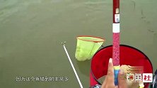 黑坑钓鱼时鱼窝里有鱼但不抢饵料，就要及时更换饵料的味型了！