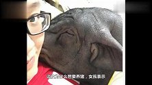 女子养170斤的宠物猪，同床共枕4年，还大胆的玩起了亲亲！