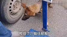 农村狗市：狗贩子看到都害怕的狗，面对狗夹子，差点就逃脱！