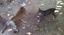 5条狗围攻一只巨蜥，巨蜥战斗力爆棚，镜头记录精彩全过程