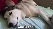 狗狗天真无邪，总说实话