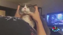 【每日一囧合辑】猫咪老师在线教大家正确的撸猫方式