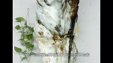 石头中长有20厘米长的玉化虫子，老板愿花10万购买