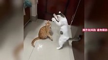 修狗被吓一跳名场面，猫咪是胆小还好奇最后被吓飞，铲屎的还在笑