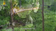 男子把无人机对准马蜂窝，火焰出现的那一刻，马蜂的内心是崩溃的