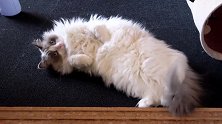 布偶猫四脚朝天正在卖萌