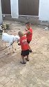 羊这俩孩子真淘气，和我一只羊叫什么劲！