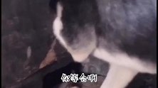 二哈居然在炉灶里染头发，转身那一刻才知，太纯了！