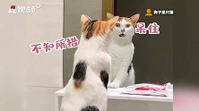 猫咪看到镜子里的自己都有啥反应？最后一个简直太虎了