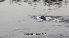 鳄鱼在岸上晒太阳，一头狮子竟然过来戏弄，鳄鱼顿时就发怒了