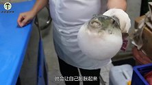 河豚鼓鼓的肚子里装的是什么？老外用刀划开后，简直惊呆了