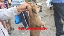 小奶狗不甘心被卖，直接开溜，大叔抓狗方式极度错误