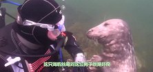 潜水员被一只海豹无故拽住，海豹竟是想要潜水员帮它干点事