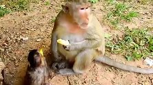 猴子小胖子流口水，抢到吃一口，真香