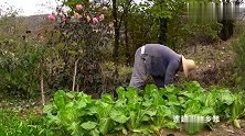 一碗面这样来之不易，花椒树施肥的季节，陕西蘸水面犒劳自己