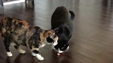 小黑猫太逗了，前一秒还风平浪静，下一秒就摔下去了！