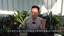 简单2个小动作，朱顶红夏季不烂球，长到拳头粗