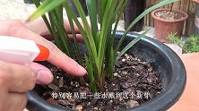 这样给兰苗浇水，容易导致它烂芽，赶紧纠正过来