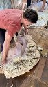 在澳洲是这样剪羊毛的，看完觉得薅羊毛也是个技术活。旅行 澳洲link 剪羊毛