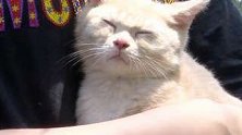 山东青岛：宠物猫买回当天抓了几十道伤口 宠物店：管不了