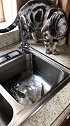 猫主人我来看看你买的小鱼新鲜不！